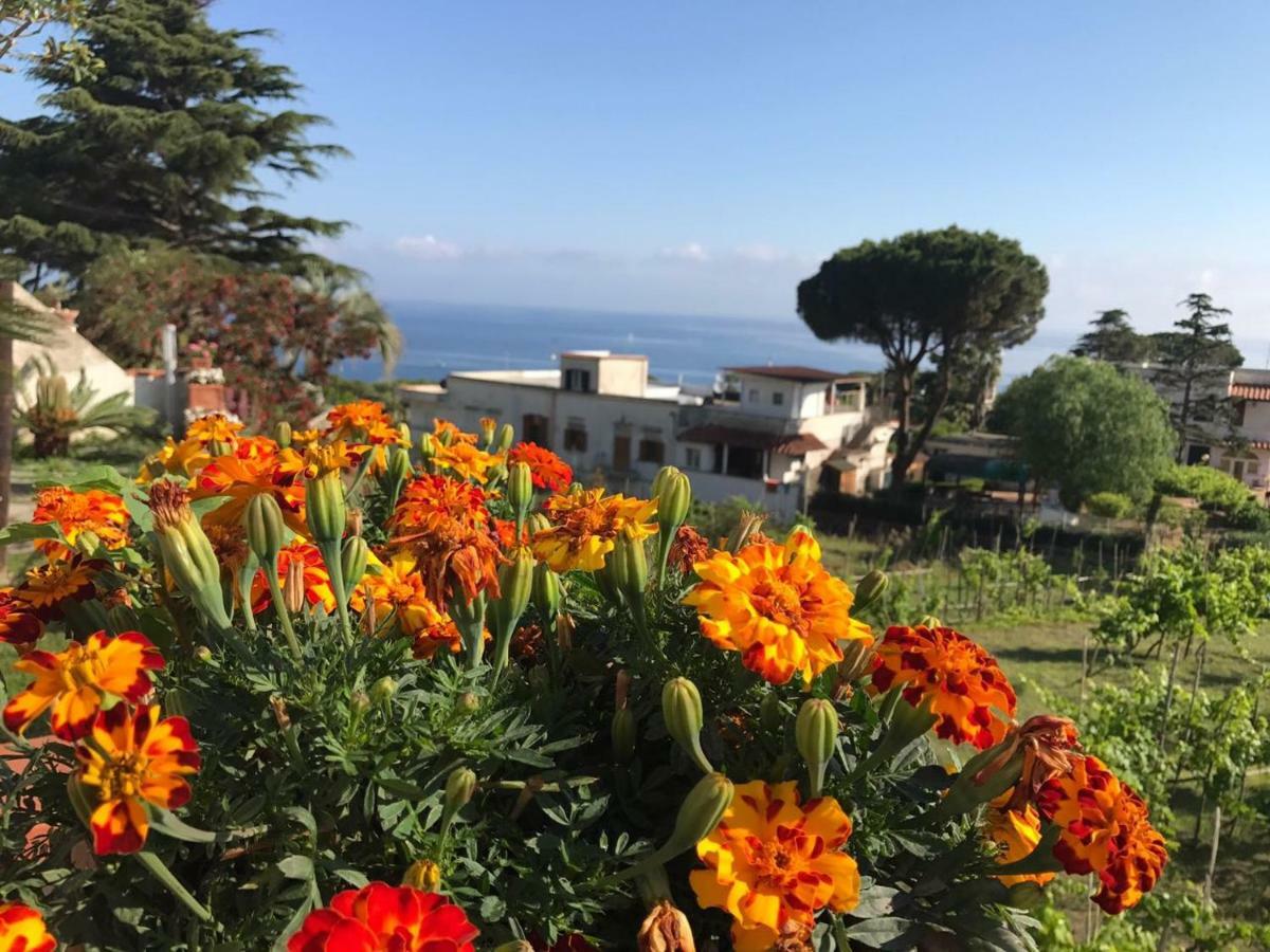 Villa Araucaria Casamicciola Terme Exteriér fotografie